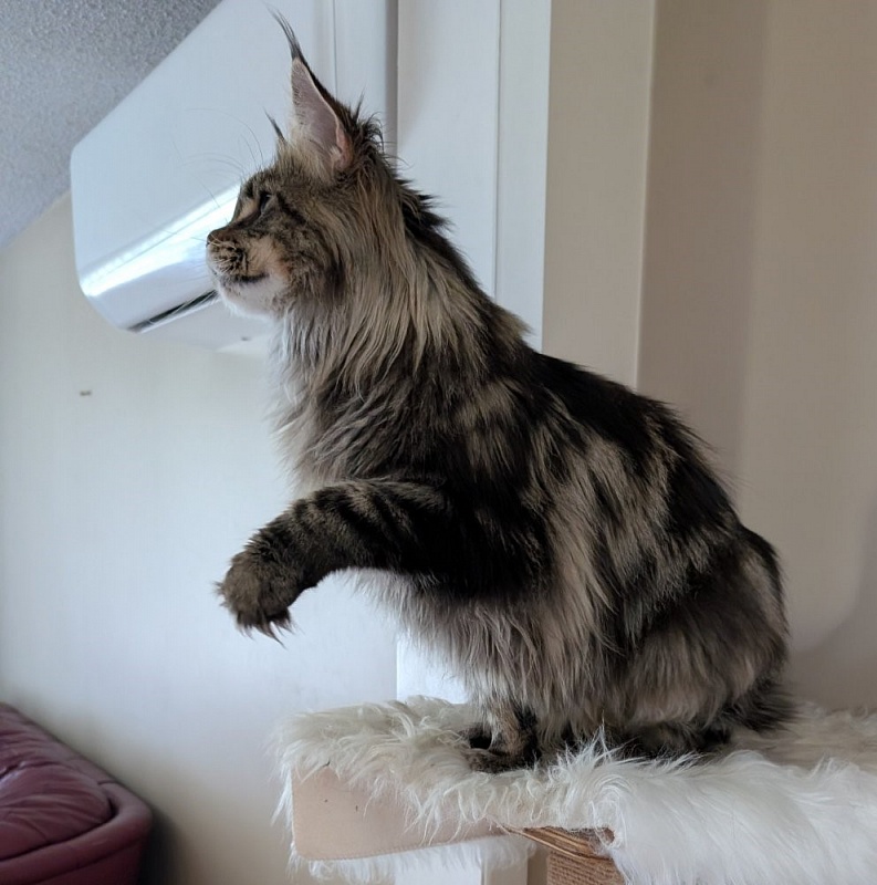 Umber Monterini - Adult maine-coon 1 year 7 months 0.5 weeks