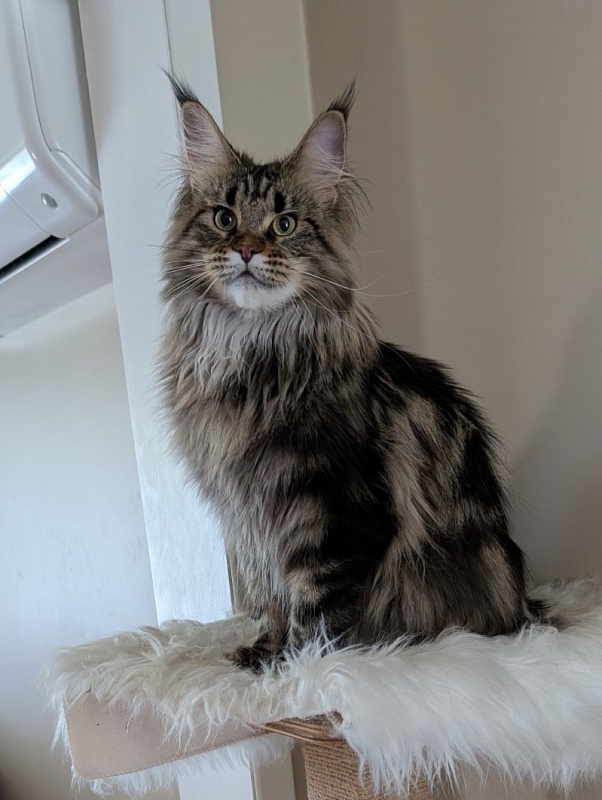 Umber Monterini - Adult maine-coon 1 year 7 months 0.5 weeks