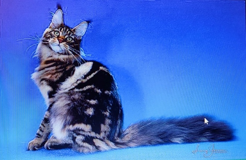 Chemicoons Kona Kai of CascadeMtn - maine-coon 05/18/2024