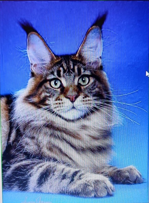 Chemicoons Kona Kai of CascadeMtn - maine-coon 05/18/2024