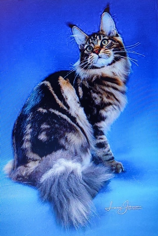 Chemicoons Kona Kai of CascadeMtn - maine-coon 05/18/2024