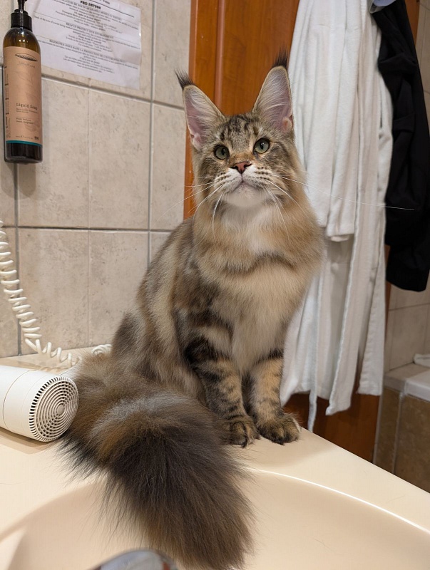 Wu-La-La Monterini - Junior maine-coon 7 months 3.5 weeks