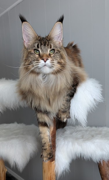 Wu-La-La Monterini - Adult maine-coon 11 months