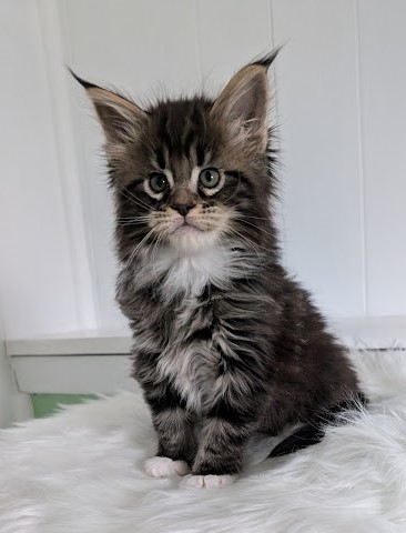 Wee Monterini - Kitten maine-coon 1 month 2 weeks