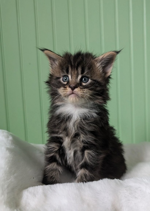 Wee Monterini - Kitten maine-coon 1 month