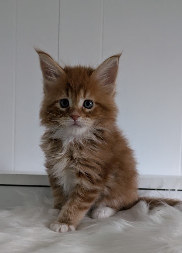Wildfire Monterini - Kitten maine-coon 1 month 2 weeks