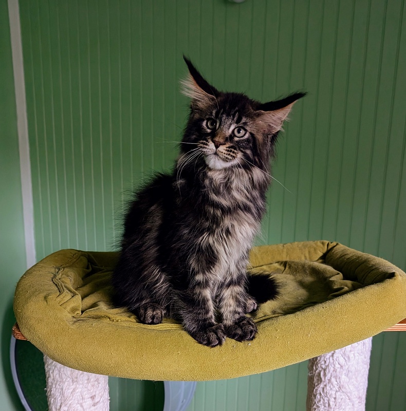 Wolf Monterini - Kitten maine-coon 2 months 3.5 weeks