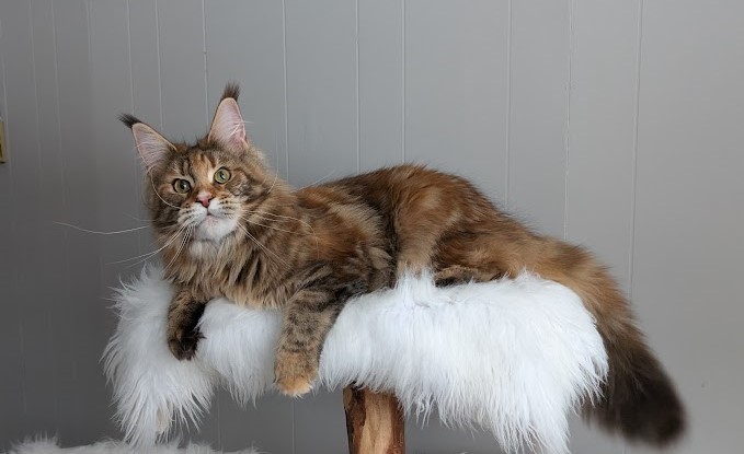 Xstasy Monterini - Adult maine-coon 10 months 1 week