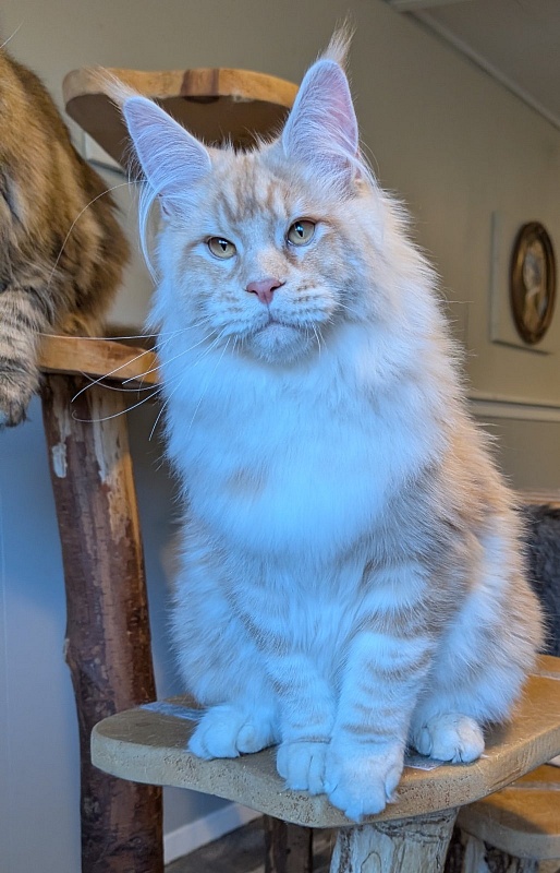 Yolli Monterini - Kitten maine-coon 6 months