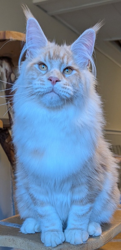 Yolli Monterini - Kitten maine-coon 6 months