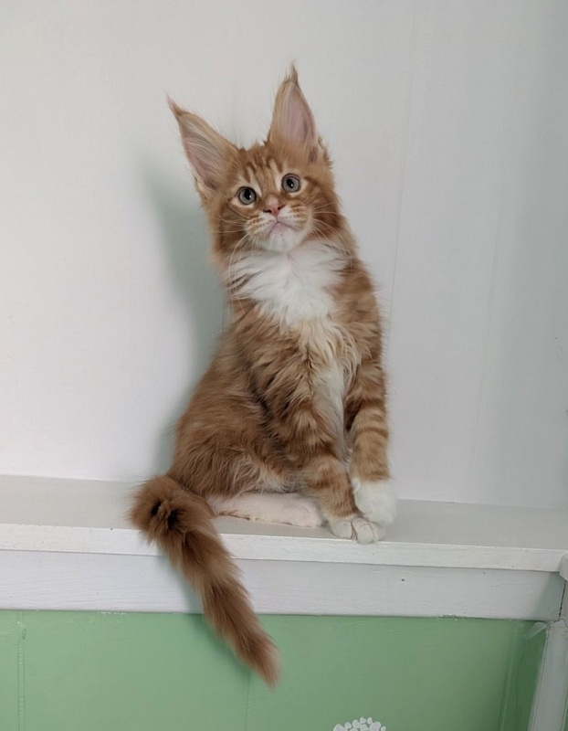 Zoro Monterini - Kitten maine-coon 2 months 3 weeks