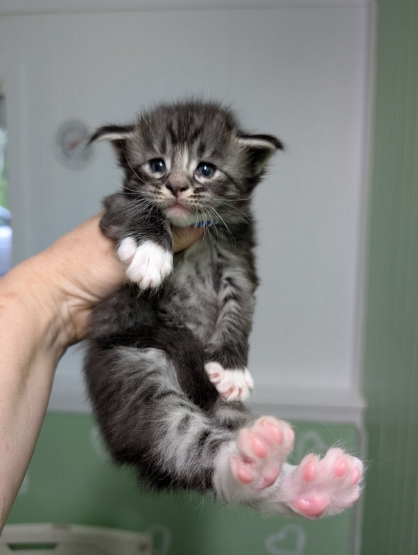 Ziggy Monterini - Kitten maine-coon 3.5 weeks