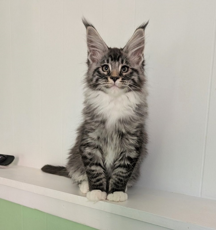 Ziggy Monterini - Kitten maine-coon 2 months 3 weeks