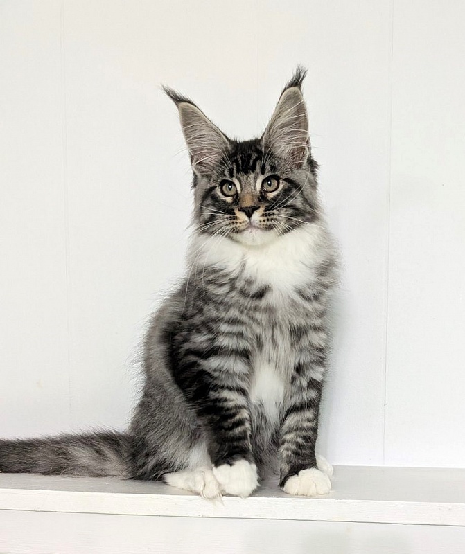 Ziggy Monterini - Kitten maine-coon 3.5 months