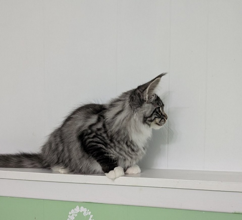 Ziggy Monterini - Kitten maine-coon 3.5 months