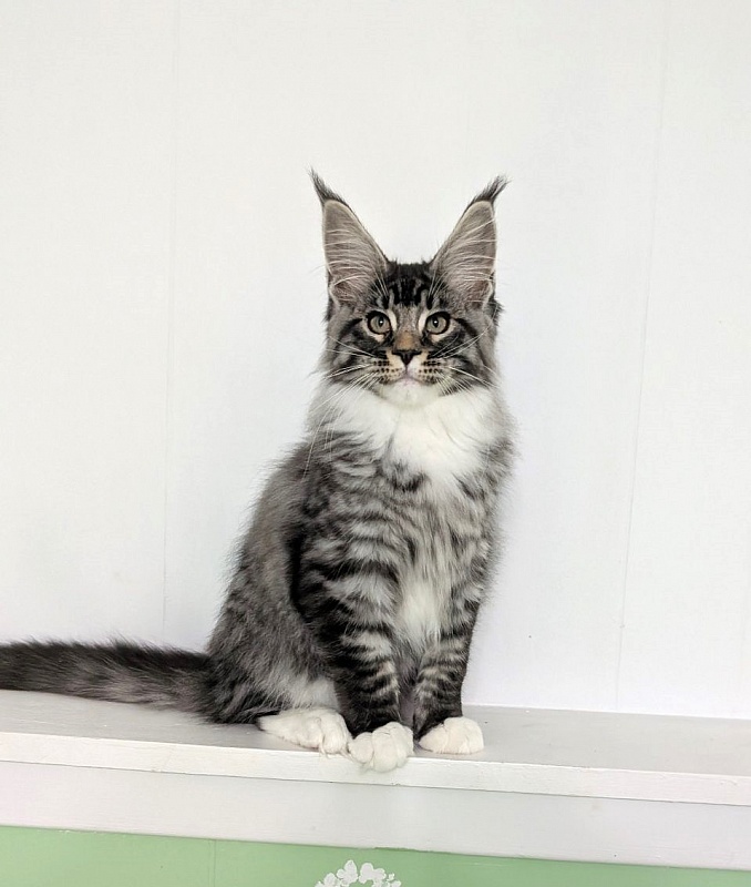 Ziggy Monterini - Kitten maine-coon 3.5 months