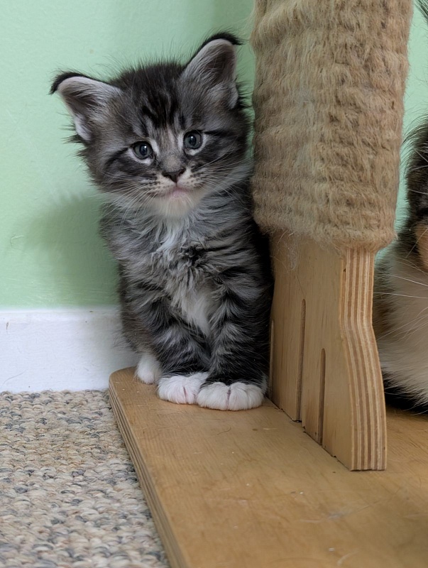 Ziggy Monterini - Kitten maine-coon 1 month 1 week