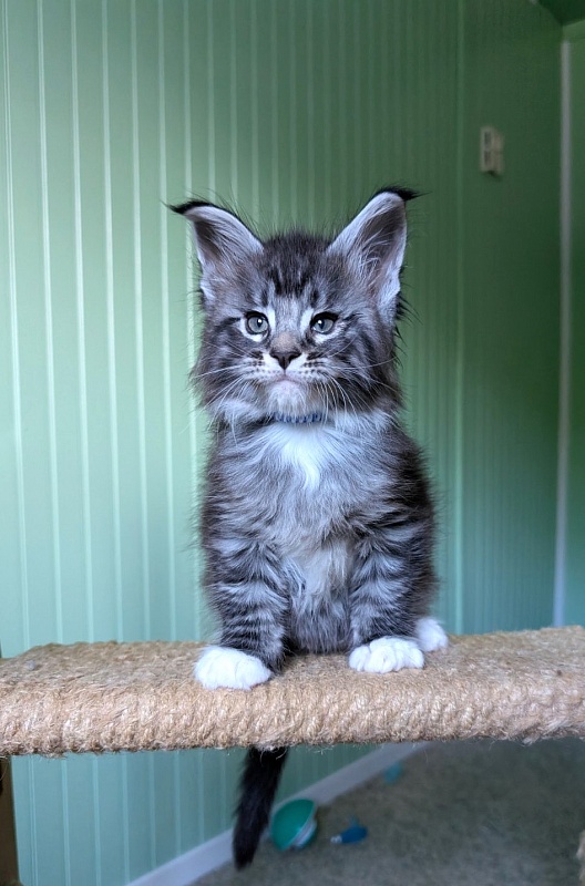 Ziggy Monterini - Kitten maine-coon 1 month 2.5 weeks
