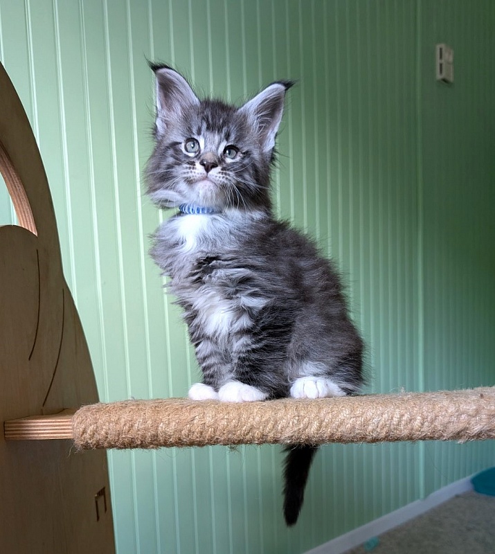 Ziggy Monterini - Kitten maine-coon 1 month 2.5 weeks