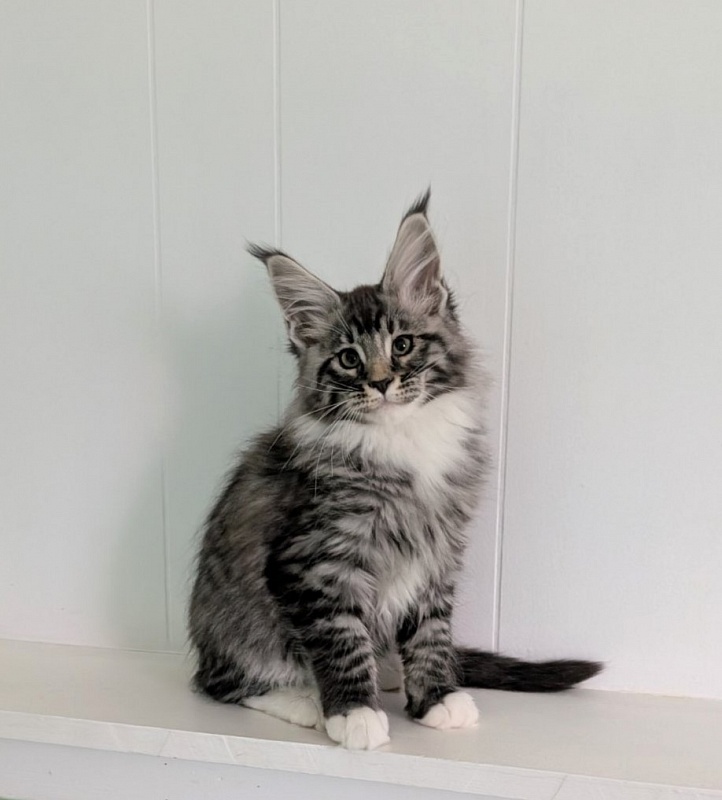 Ziggy Monterini - Kitten maine-coon 2 months 3 weeks