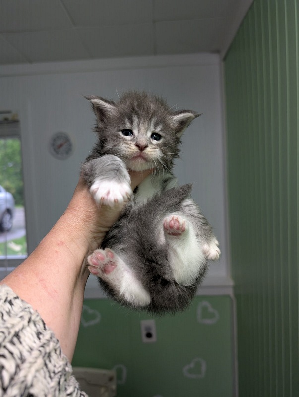 Zummi Monterini - Kitten maine-coon 3.5 weeks