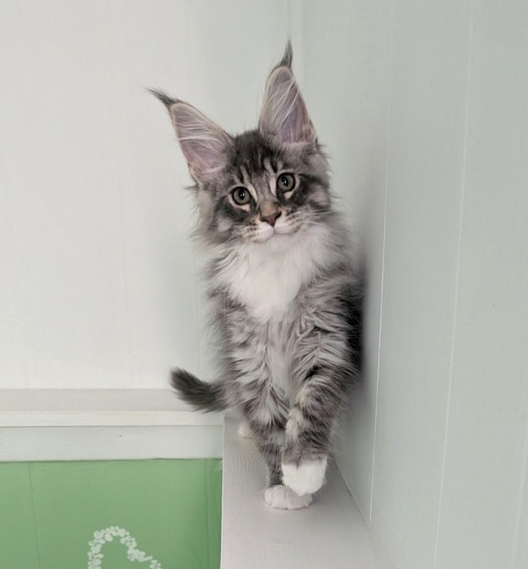 Zummi Monterini - Kitten maine-coon 2 months 3 weeks