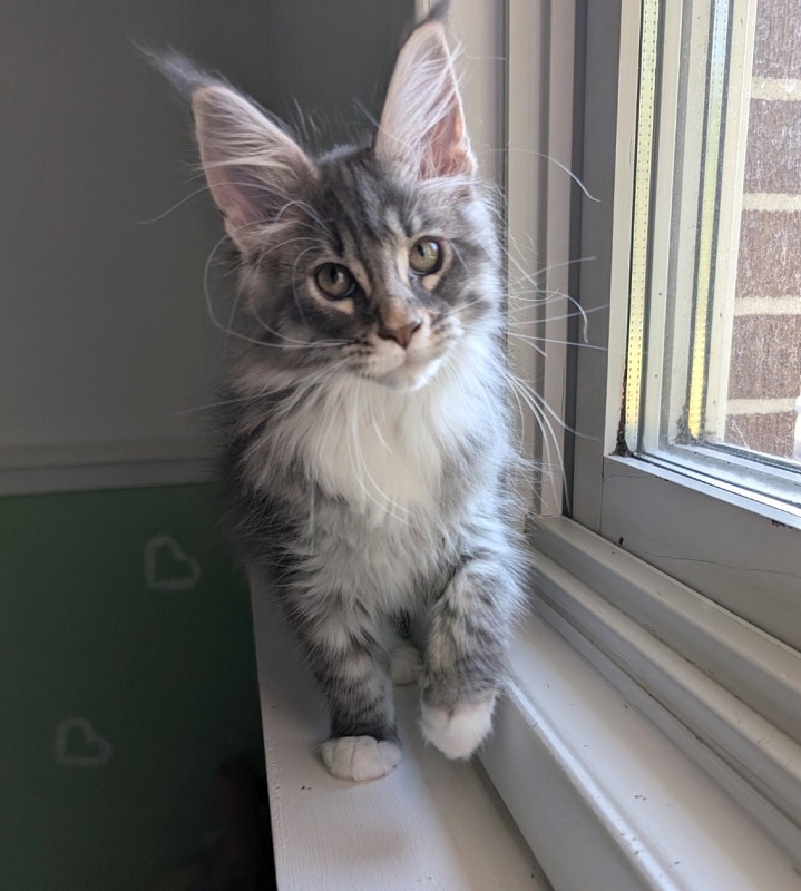 Zummi Monterini - Kitten maine-coon 2 months 3 weeks