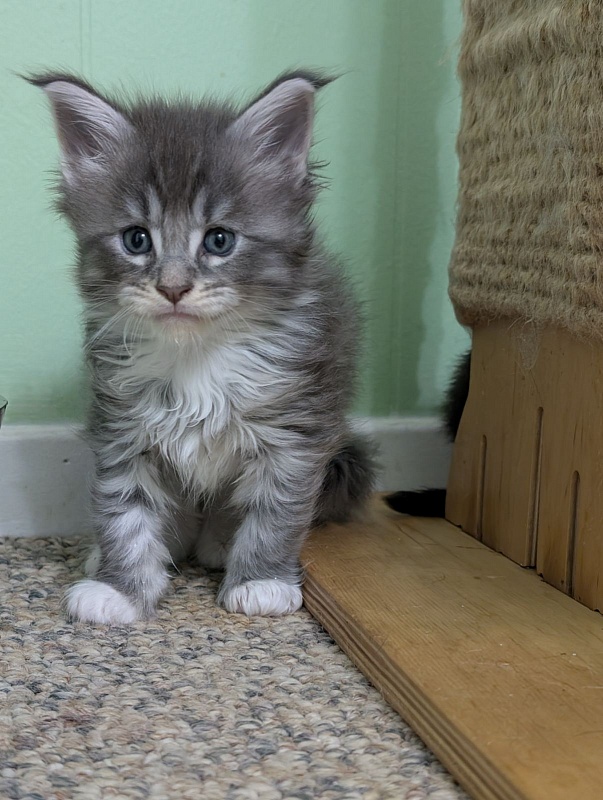 Zummi Monterini - Kitten maine-coon 1 month 1 week
