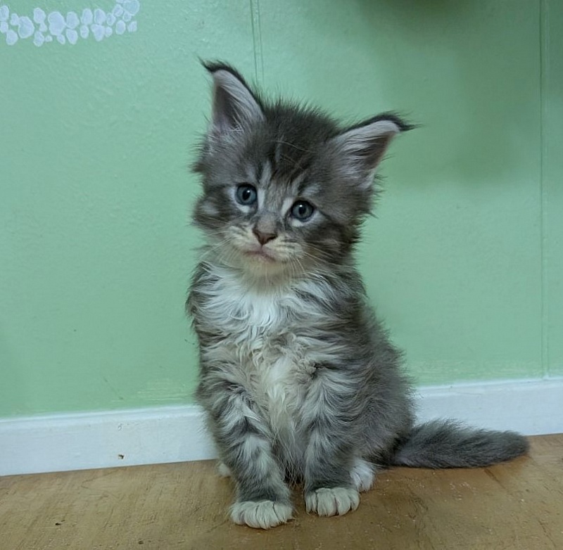 Zummi Monterini - Kitten maine-coon 1 month 1 week