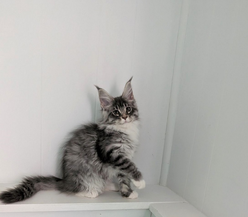 Zummi Monterini - Kitten maine-coon 2 months 3 weeks